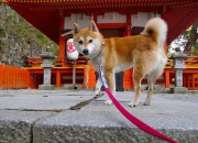 开云下载-美加墨世界杯之夜，德罗赞用统治级数据书写不朽传奇