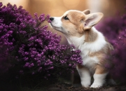 开云体育官方网站-冷门与热焰，厄瓜多尔斩落西班牙背后的战术革命，与富安健洋的亚洲防守艺术