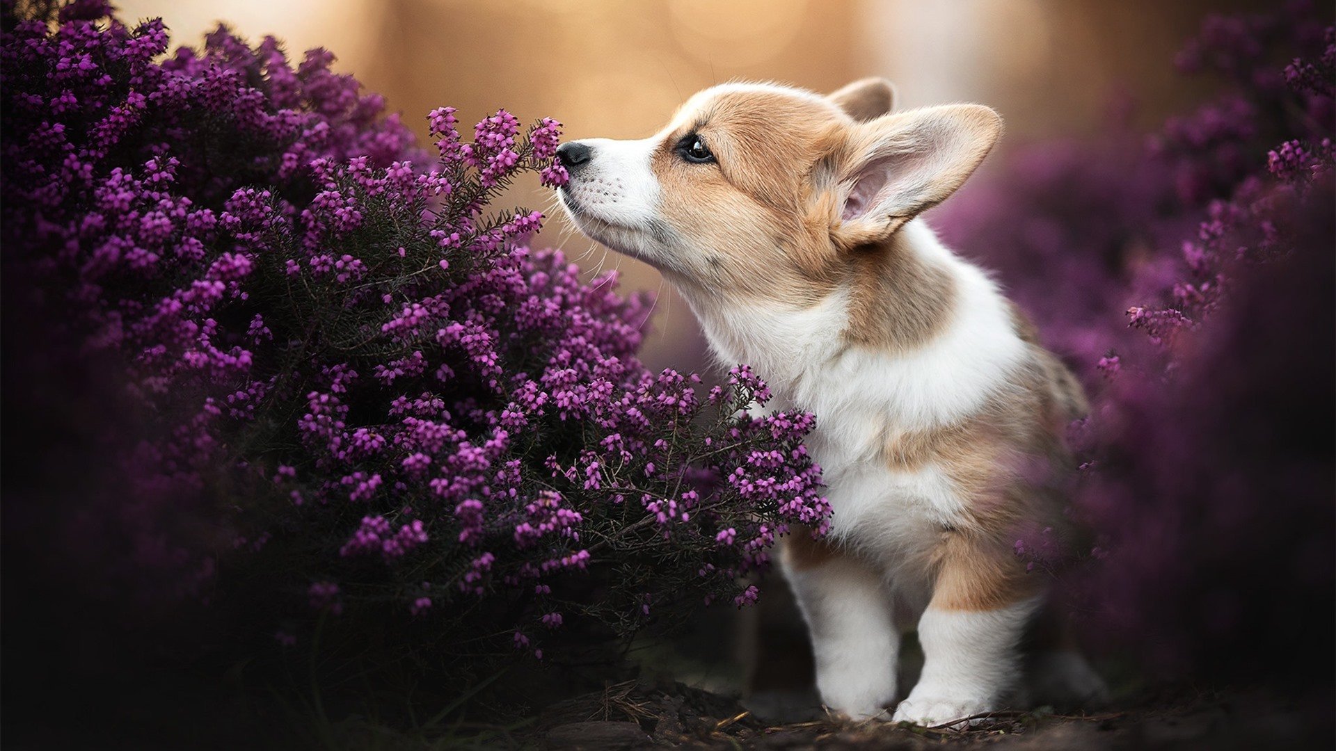 冷门与热焰，厄瓜多尔斩落西班牙背后的战术革命，与富安健洋的亚洲防守艺术