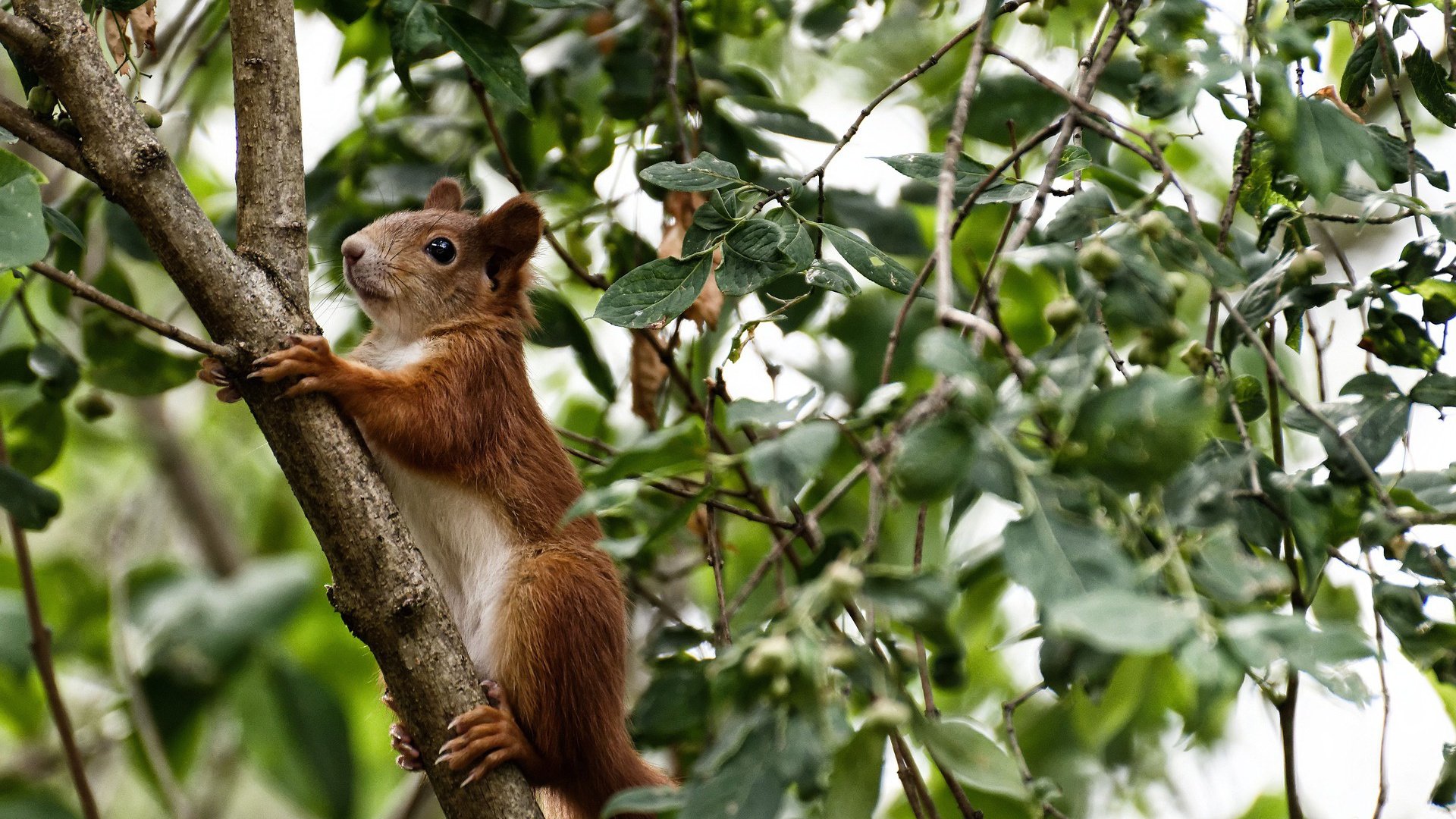 魔术师归来，浓眉节奏魔法如何彻底瓦解辽宁战车